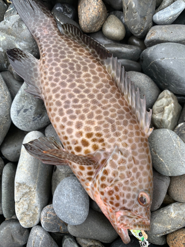 オオモンハタの釣果