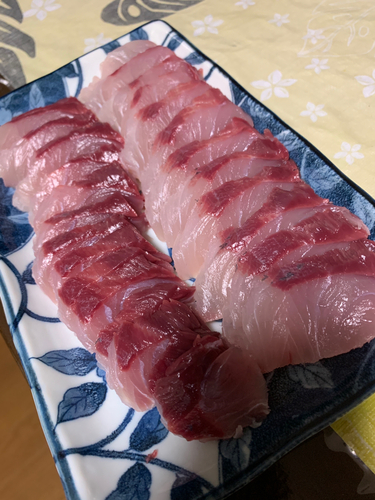 メジロの釣果