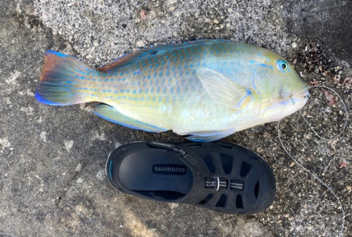 マクブの釣果