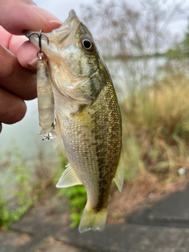 ラージマウスバスの釣果