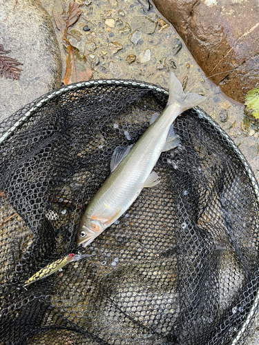 アユの釣果