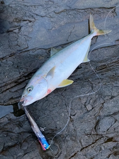 ヒラマサの釣果