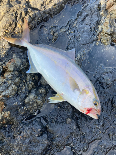 カンパチの釣果