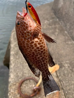 オオモンハタの釣果