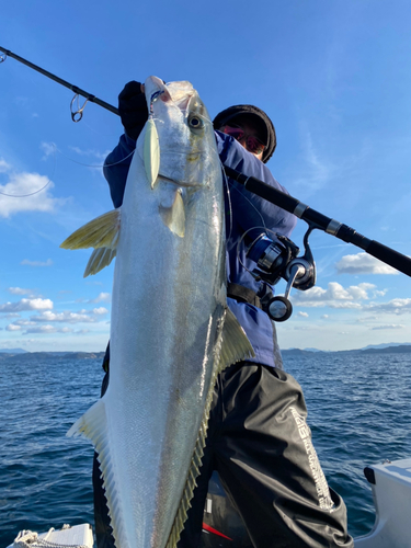 ヒラマサの釣果