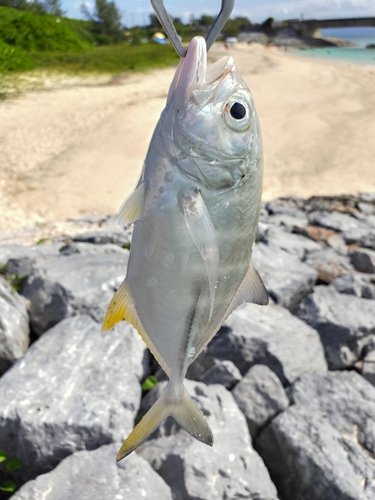 メッキの釣果