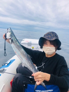 サゴシの釣果