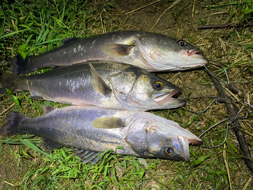 シーバスの釣果