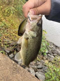 ラージマウスバスの釣果