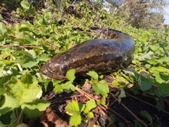 ライギョの釣果