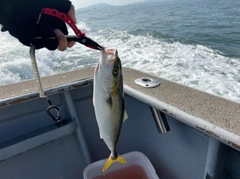 ハマチの釣果