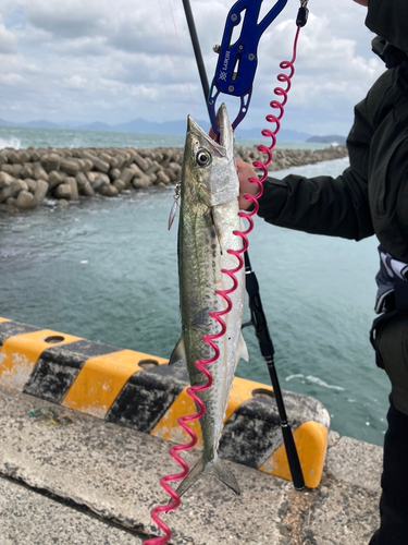 サゴシの釣果