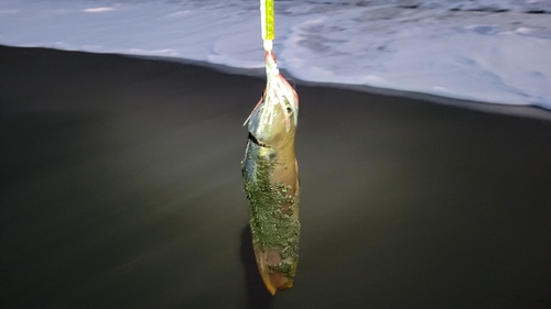 ドンコの釣果