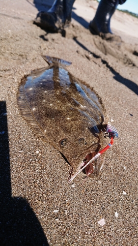 ヒラメの釣果