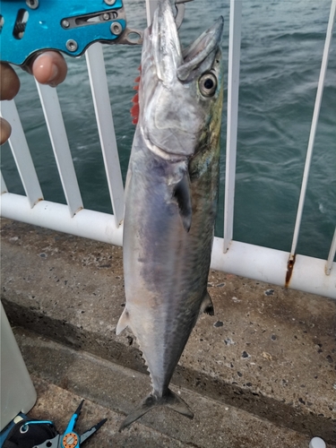 サゴシの釣果