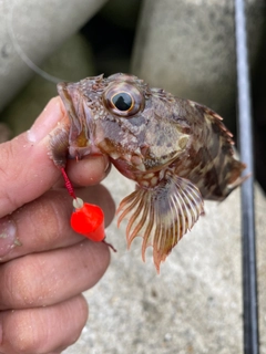 アカメバルの釣果