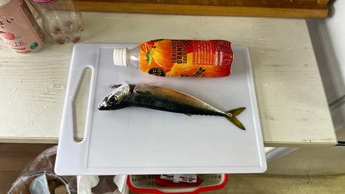 サバの釣果