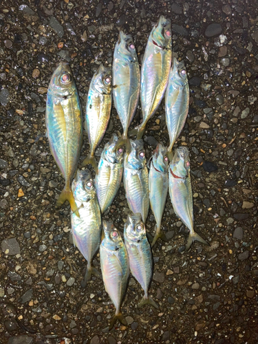 アジの釣果