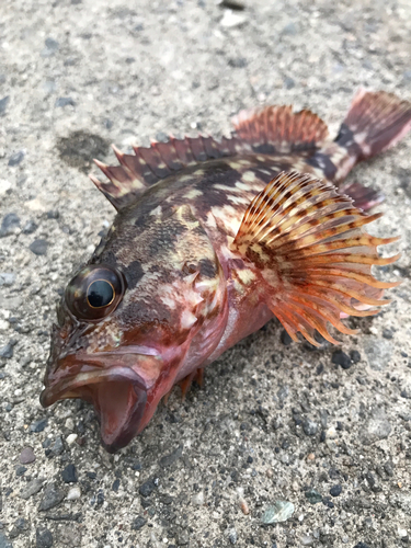 ニベの釣果