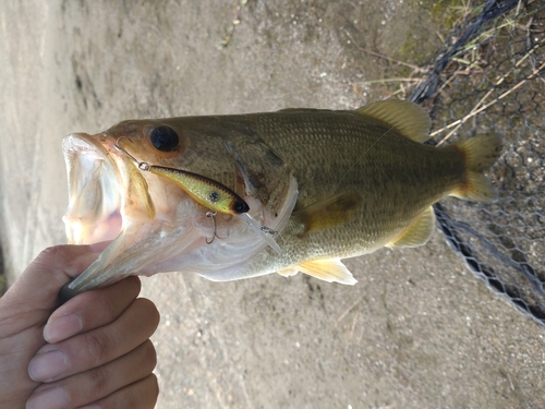 ラージマウスバスの釣果