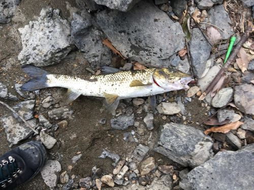 ニゴイの釣果