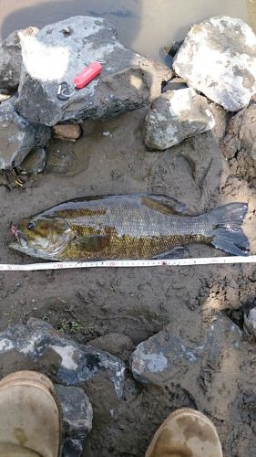 スモールマウスバスの釣果