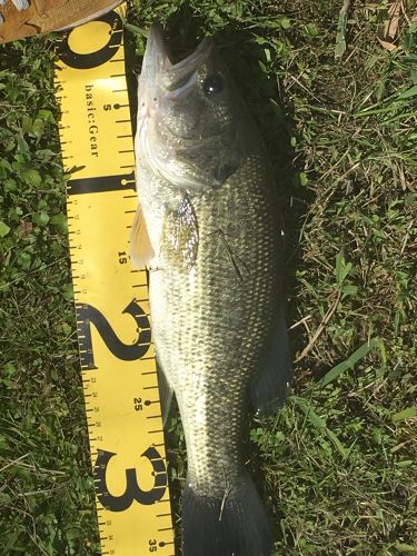 ブラックバスの釣果