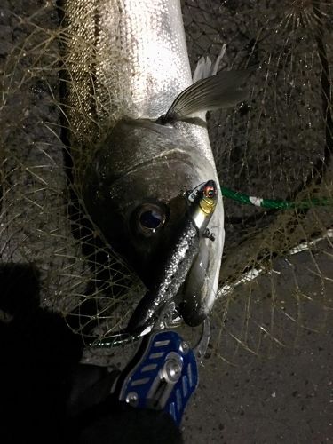 フッコ（マルスズキ）の釣果