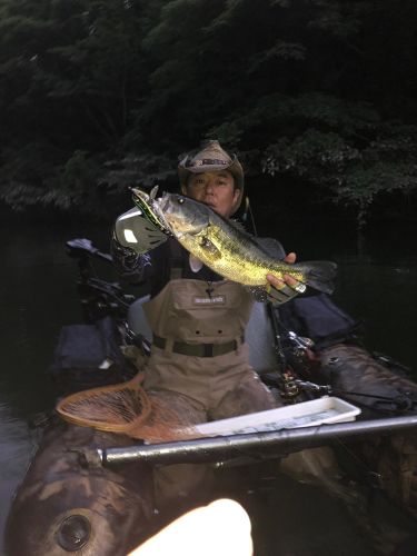 ブラックバスの釣果