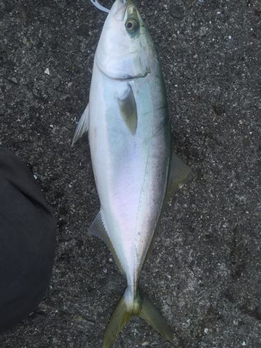 ハマチの釣果