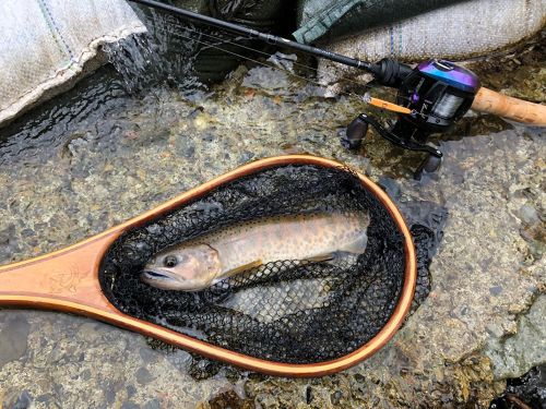 ヤマメの釣果