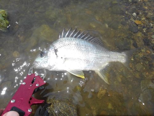 キビレの釣果