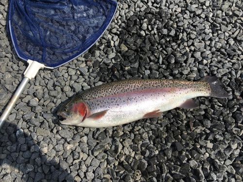 ヤシオマスの釣果