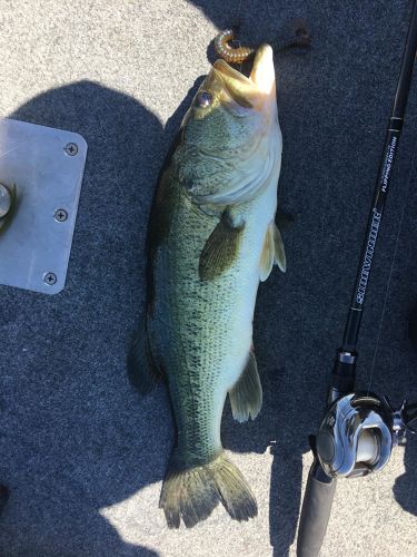 ブラックバスの釣果