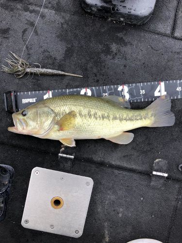 ブラックバスの釣果