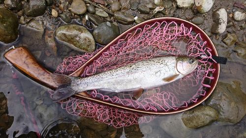 ニジマスの釣果