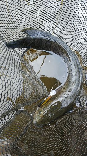 ライギョの釣果