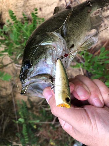 ラージマウスバスの釣果