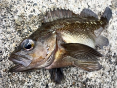 エゾメバルの釣果