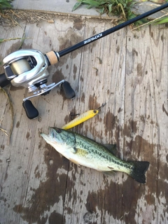 ブラックバスの釣果