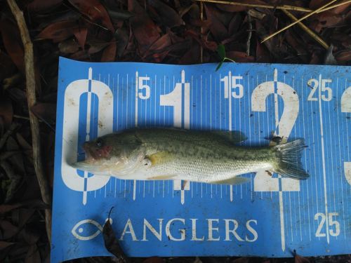 ブラックバスの釣果