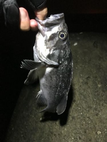 クロソイの釣果