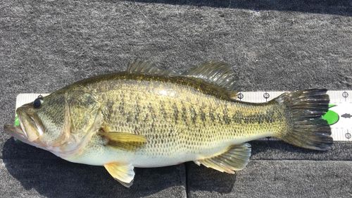 ブラックバスの釣果