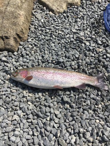 ヤシオマスの釣果