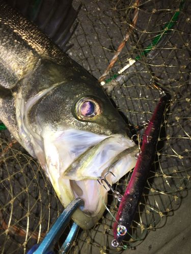 フッコ（マルスズキ）の釣果