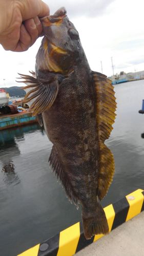 アイナメの釣果