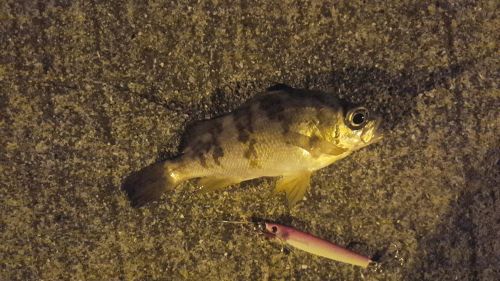 メバルの釣果