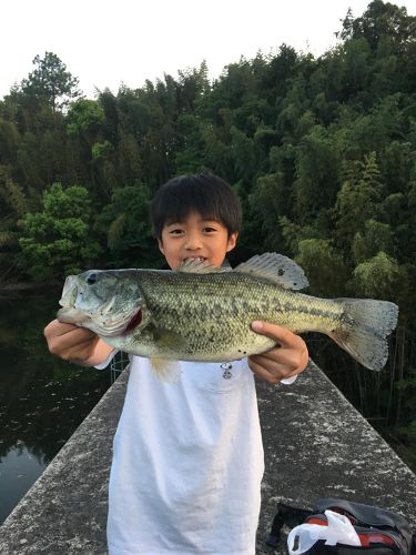 ブラックバスの釣果