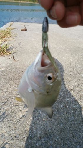 メッキの釣果