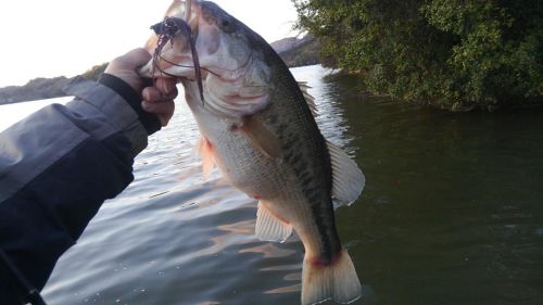 ブラックバスの釣果